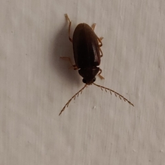 Coleoptera
