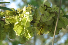 Piscidia carthagenensis