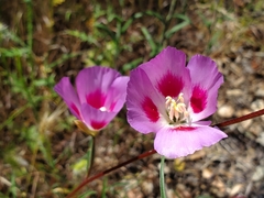 Clarkia gracilis sonomensis