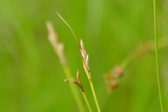 Carex sterilis
