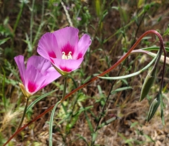 Clarkia gracilis sonomensis
