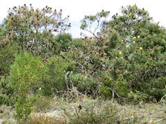 Banksia speciosa