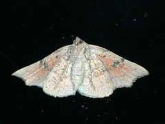 Laspeyria concavata