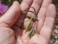 Clarkia gracilis sonomensis