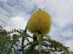 Banksia speciosa