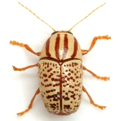 Cryptocephalus duryi