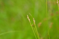 Carex sterilis