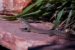 Varanus panoptes rubidus