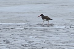 Haematopus palliatus