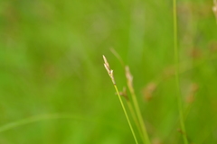 Carex sterilis