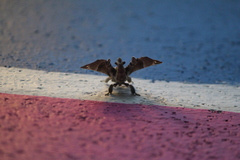 Apatelodes pudefacta