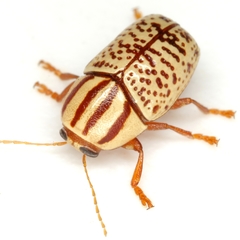 Cryptocephalus duryi