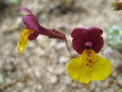 Erythranthe shevockii