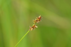 Carex sterilis