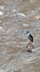 Nycticorax nycticorax