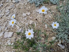 Anthemis fruticulosa