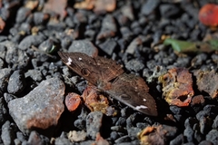 Erebus hieroglyphica