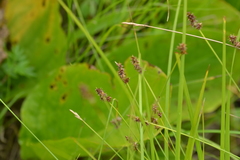 Carex sterilis