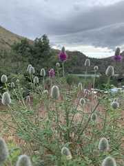 Dalea ornata