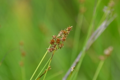 Carex sterilis