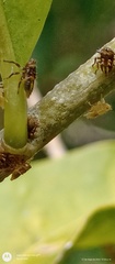 Alchisme tridentata