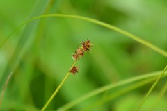 Carex sterilis