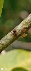 Alchisme tridentata