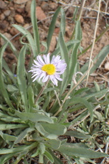 Erigeron vetensis
