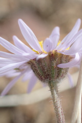 Erigeron vetensis