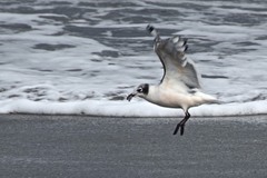 Leucophaeus pipixcan