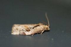 Archips grisea