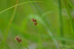 Carex sterilis
