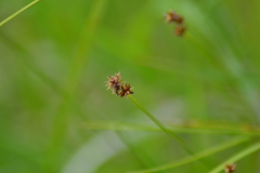 Carex sterilis