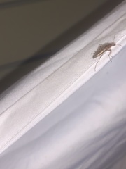 Cephaloon lepturides
