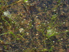 Eriocaulon koernickianum