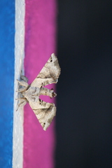 Apatelodes pudefacta