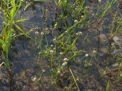 Eriocaulon koernickianum