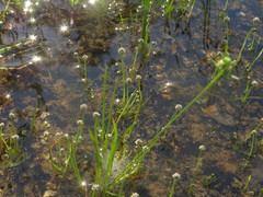 Eriocaulon koernickianum