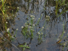 Eriocaulon koernickianum