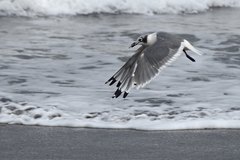 Leucophaeus pipixcan