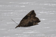 Hypena humuli