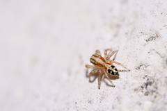 Salticinae