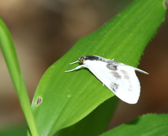 Cliniodes ostreonalis
