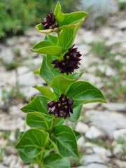 Vincetoxicum funebre