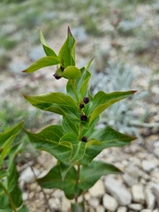 Vincetoxicum funebre