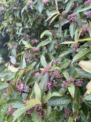 Callicarpa tikusikensis