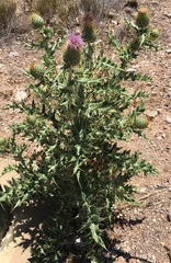 Cirsium neomexicanum