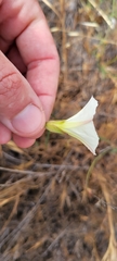 Calystegia macrostegia tenuifolia