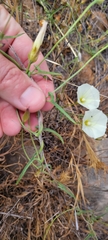 Calystegia macrostegia tenuifolia