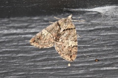 Hydriomena speciosata